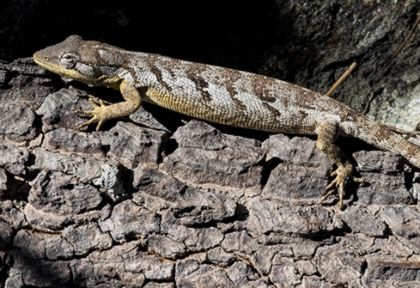 Lagarto-preguiça