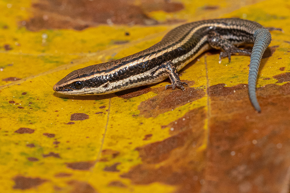 Lagarto Micrablepharus Atticolus