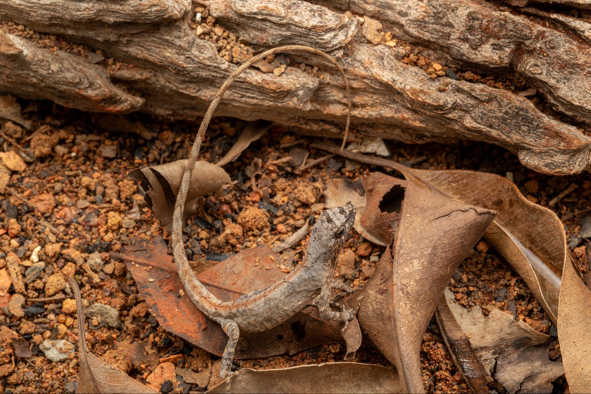 Norops meridionalis