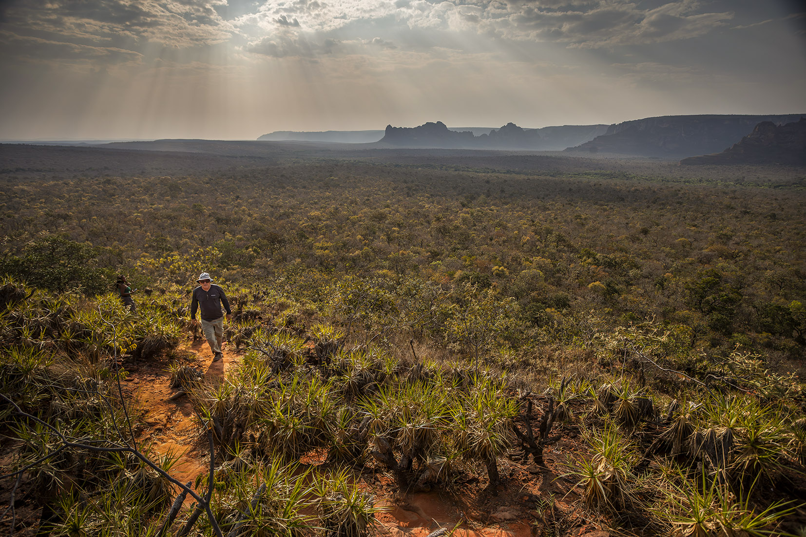 Estudo prevê risco de extinção no Cerrado por desmatamento e mudanças climáticas